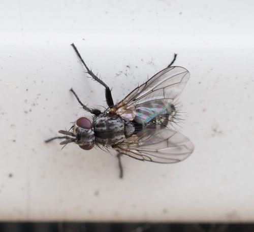 Réf. 251 340 : Triarthria setipennis